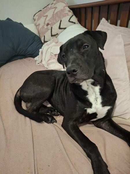Oreo - Good with Other Dogs and Children Carousel 2