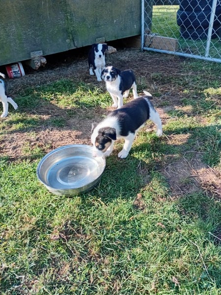 Heading dog x hunting dogs Carousel 2