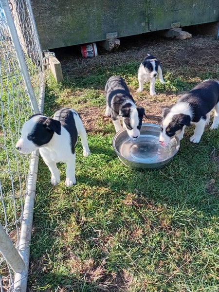 Heading dog x hunting dogs Carousel 1