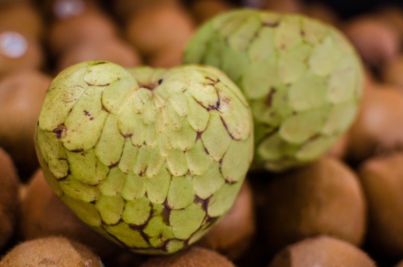 Cherimoya tree - Bronceada - grafted Carousel 1