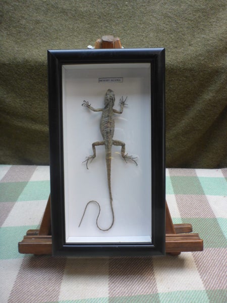 Stunning Framed Real Taxidermy Desert Agama Lizard Natural History Carousel 1