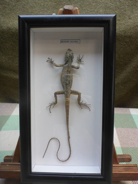 Stunning Framed Real Taxidermy Desert Agama Lizard Natural History Carousel 2
