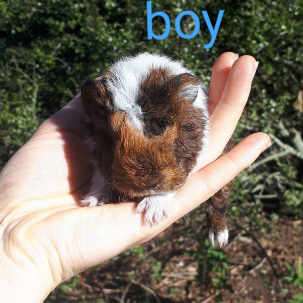 Baby Guinea Pigs Carousel 2