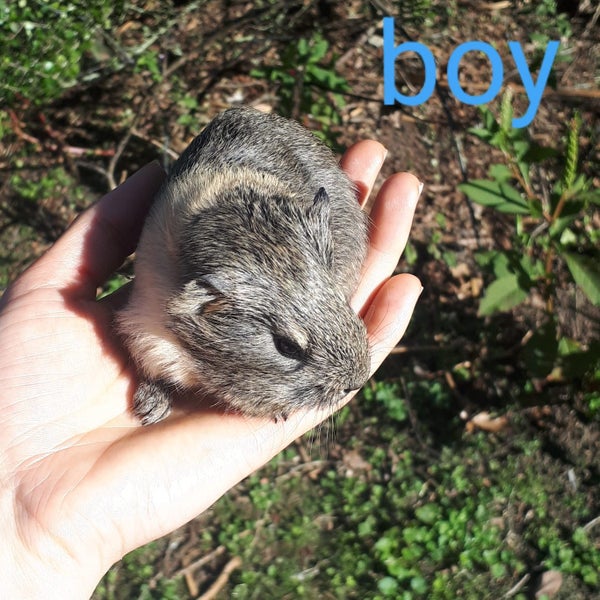Baby Guinea Pigs Carousel 3