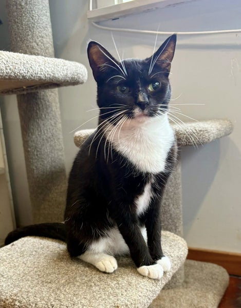 Rescue Cat Hannah Carousel 2