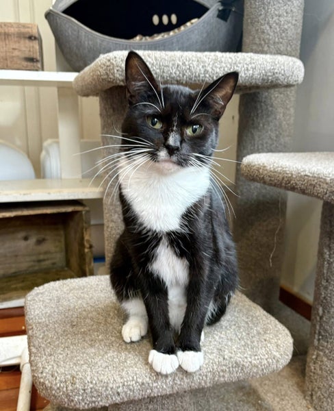 Rescue Cat Hannah Carousel 1