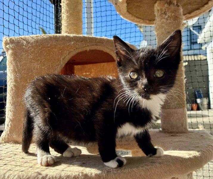 Rescue Kitten Bertie Carousel 2