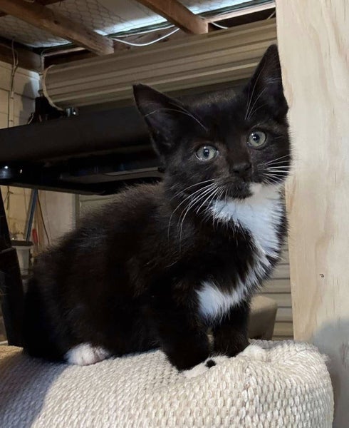 Rescue Kitten Bertie Carousel 1