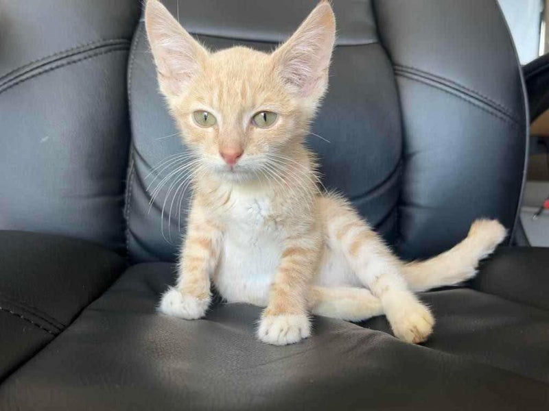 Rescue Kitten Sammie Carousel 1