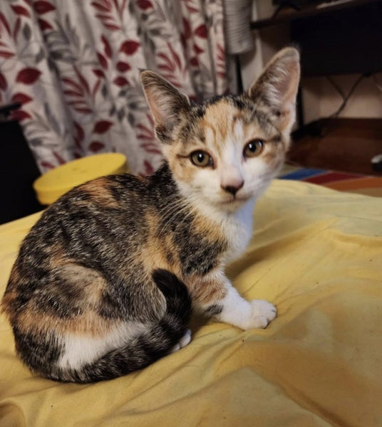 Rescue Kitten Layla Carousel 1