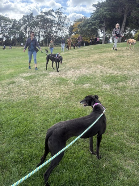 Missy - loving party girl greyhound Carousel 2