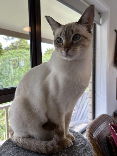 STUD CAT TONKINESE SEAL POINT SEPIA Carousel 14