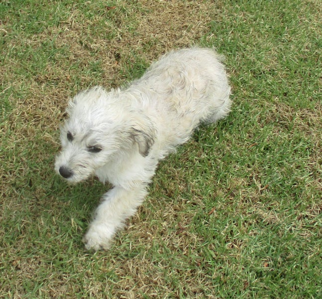 HUMANE SOCIETY RESCUE DOG - BLISS, a MALTESE X Carousel 2