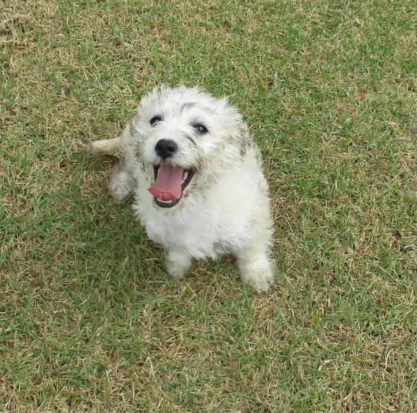 HUMANE SOCIETY RESCUE DOG - BLISS, a MALTESE X Carousel 1