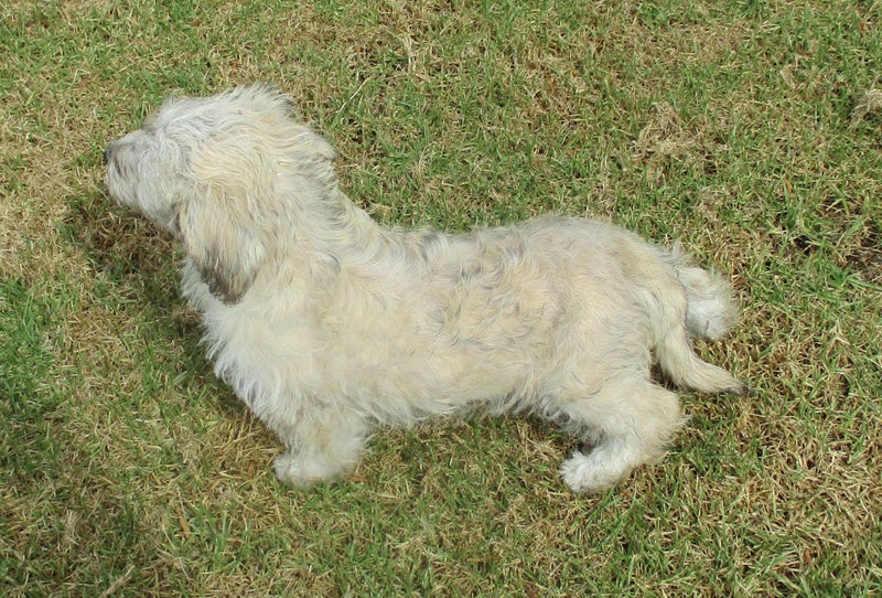 HUMANE SOCIETY RESCUE DOG - BLISS, a MALTESE X Carousel 4