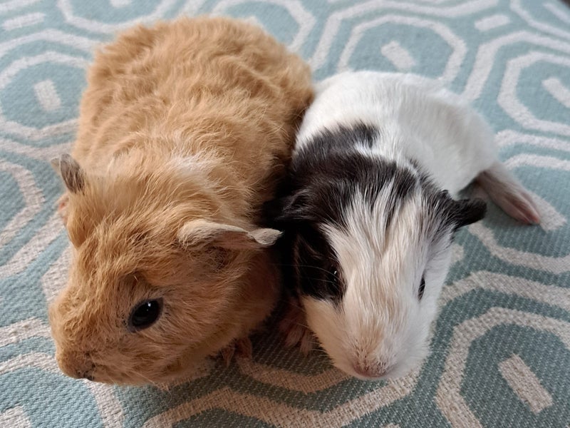 Lovely baby guinea pigs Carousel 1