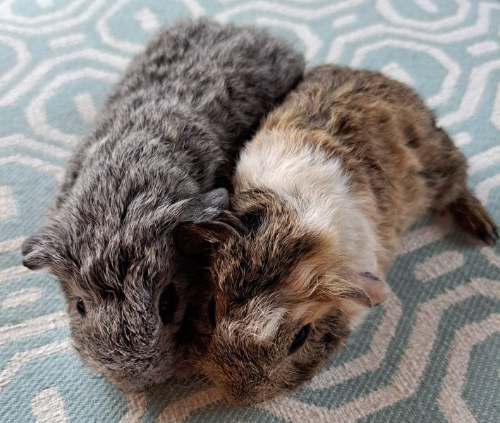 Lovely baby guinea pigs Carousel 2
