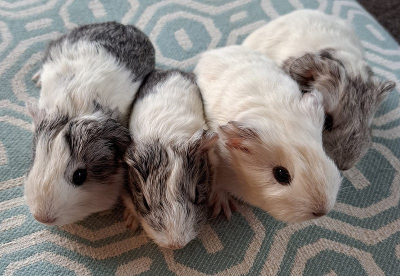 Lovely baby guinea pigs Carousel 3