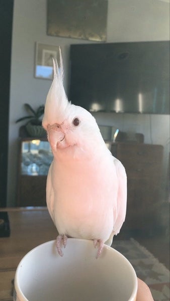 Lost Albino Cockatiel Carousel 1