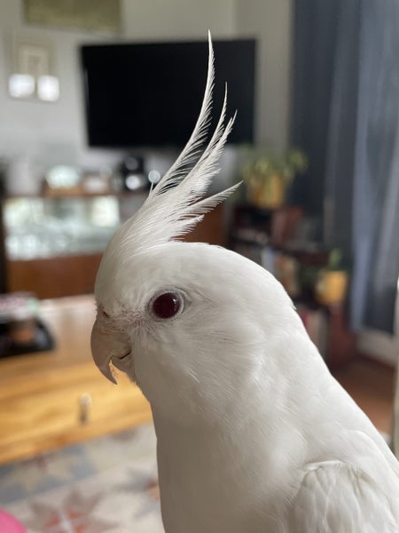 Lost Albino Cockatiel Carousel 2