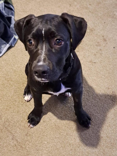 Dave the black lab x Carousel 1