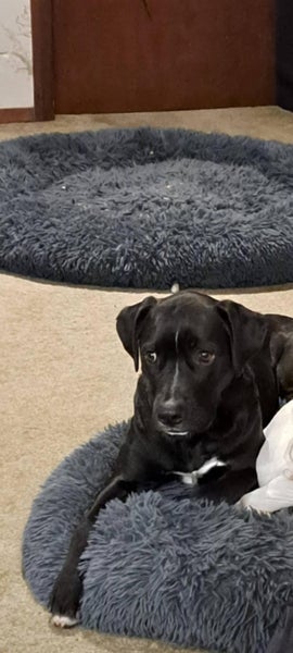 Dave the black lab x Carousel 2