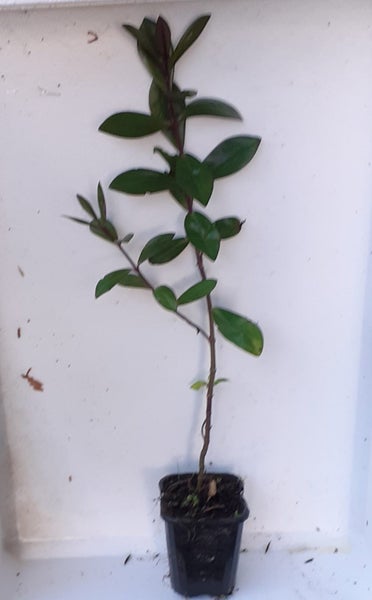 Hebe Marie Antoinette cerise flowers burgundy tipped leaves compact shrub Carousel 2