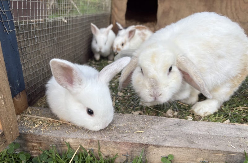 PUREBRED MINILOP BUNNIES Carousel 1