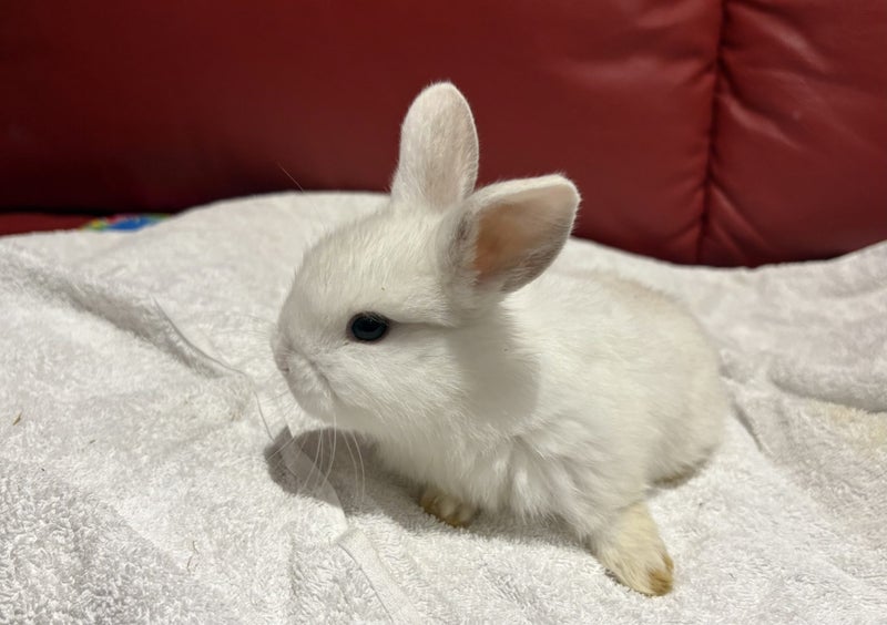 PUREBRED MINILOP BUNNIES Carousel 2