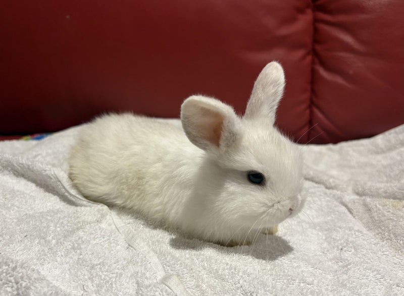 PUREBRED MINILOP BUNNIES Carousel 4
