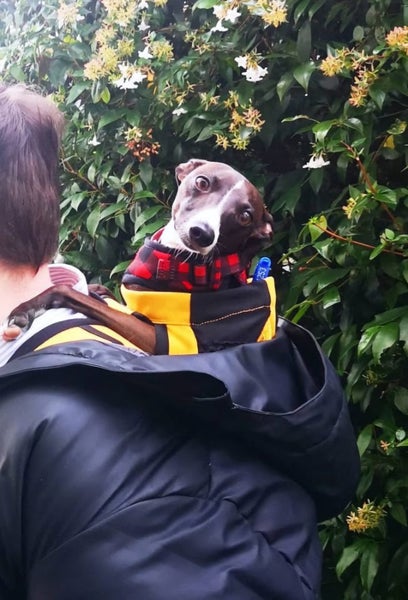 Dog carry backpack Carousel 4