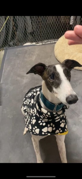 Meet River (More Proof) – Your Charming Adventure Buddy Carousel 2