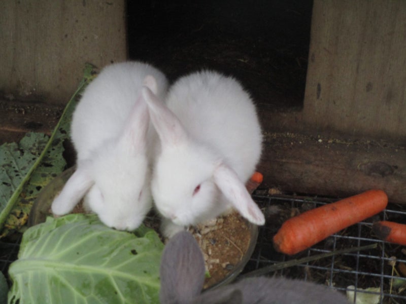 Baby White Mini Lop Bunnies Carousel 2