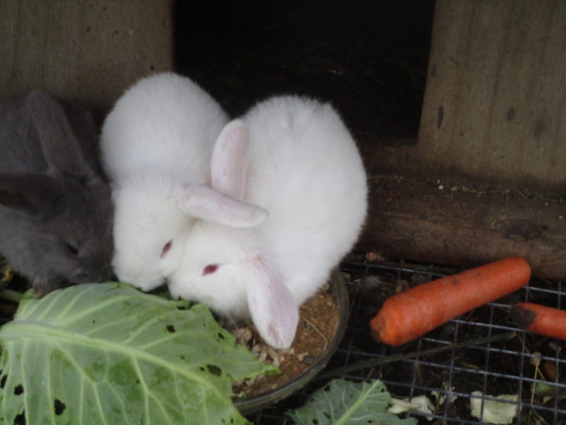 Baby White Mini Lop Bunnies Carousel 1