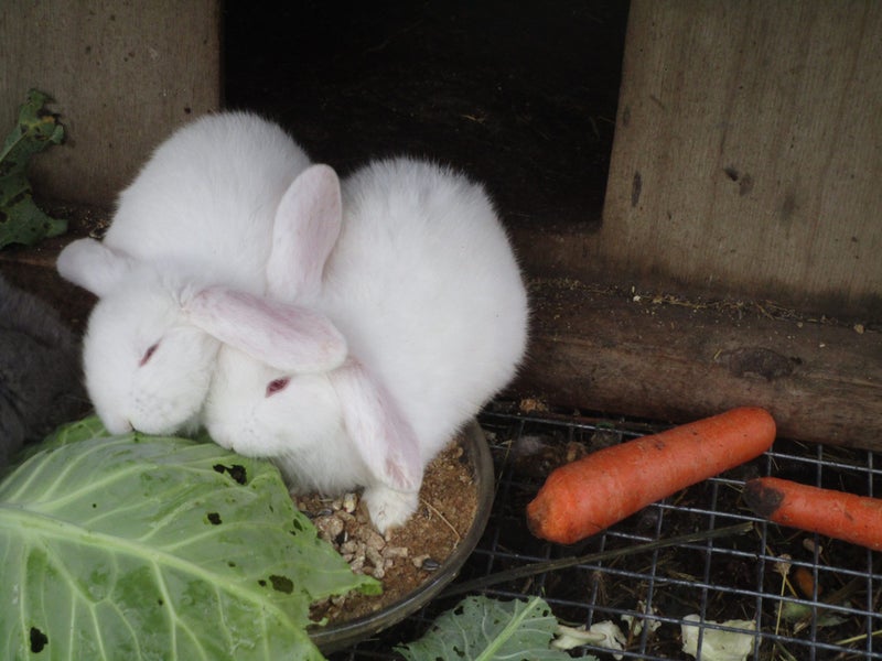 Baby White Mini Lop Bunnies Carousel 3