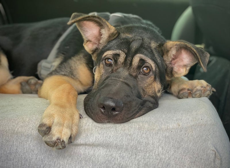 HUMANE SOCIETY RESCUE DOG - LINUS A SHAR PEI X SHEPHERD Carousel 2