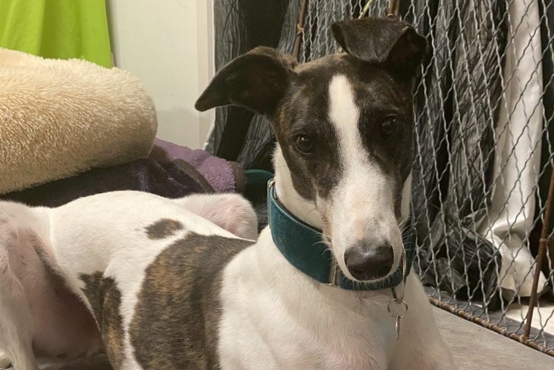 Meet River (More Proof) – Your Charming Adventure Buddy Carousel 1