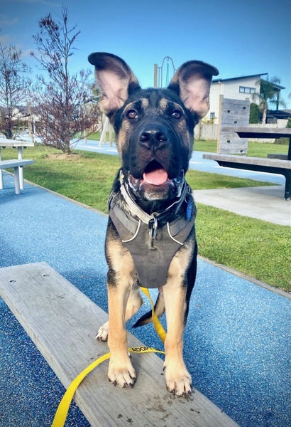 HUMANE SOCIETY RESCUE DOG - LINUS A SHAR PEI X SHEPHERD Carousel 1