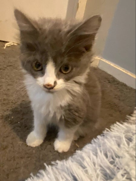 THE STREET CAT PROJECT - TINKA - AVAILABLE FOR PREADOPTION Carousel 1