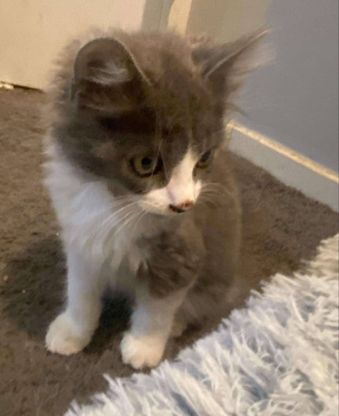 THE STREET CAT PROJECT - TINKA - AVAILABLE FOR PREADOPTION Carousel 3