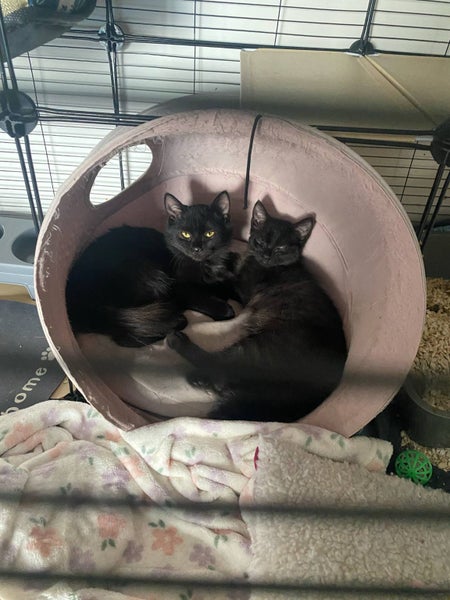 THE STREET CAT PROJECT - NIKO & INDI - AVAILABLE FOR PREADOPTION Carousel 1