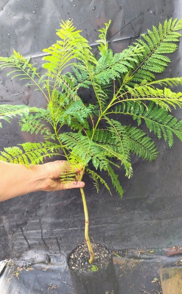 Potted Jacaranda Tree (Jacaranda mimosifolia) DOUBLE TRUNK Carousel 2