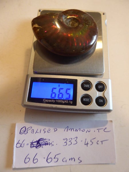 Rare Opalised Ammonite fossil 66.5 gm flashes of red Carousel 1