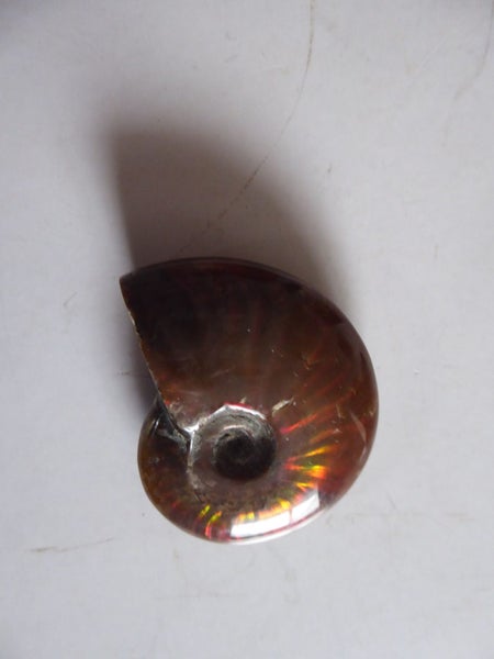 Rare Opalised Ammonite fossil 66.5 gm flashes of red Carousel 9