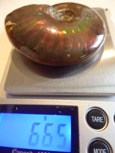 Rare Opalised Ammonite fossil 66.5 gm flashes of red Carousel 2