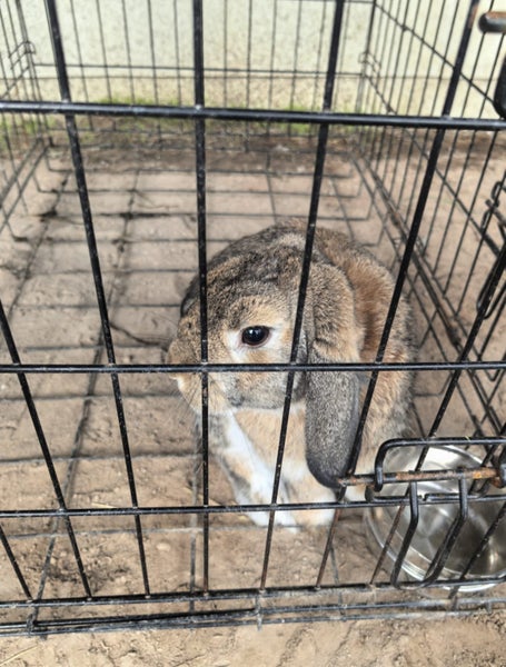 Bunnies/Rabbits, Hutch, Cages & Extras Carousel 2