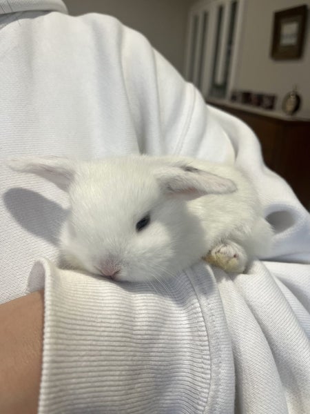 Mini Lop Cross bunnies Carousel 2