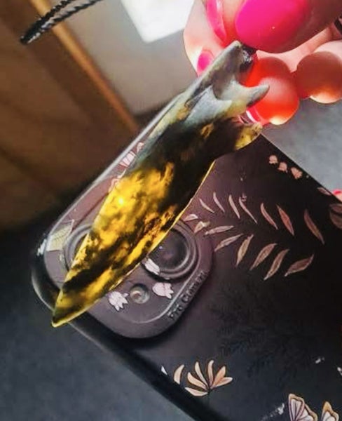 Carvers Pack. Pounamu Carousel 6