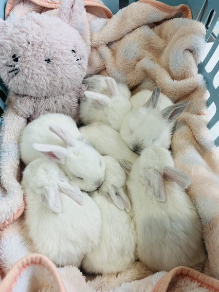 Mini Lop Cross bunnies Carousel 10