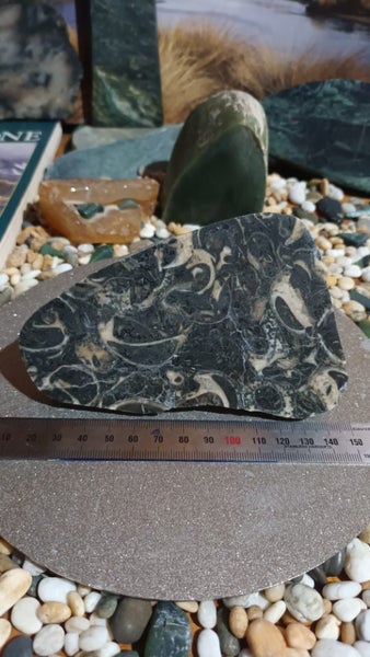 Rock Fossil Slab Carousel 1